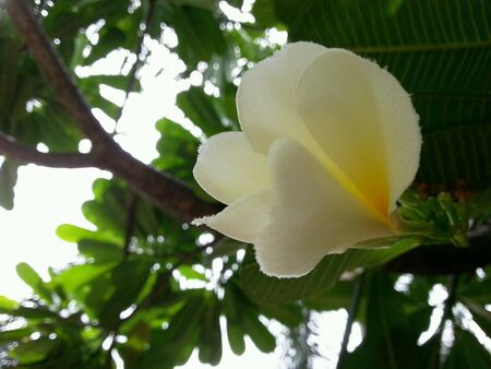 Flowersの素材