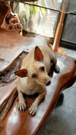 Dog photoの素材