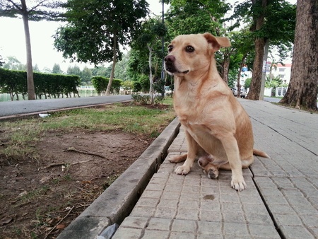  Dog portraitの素材