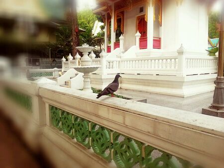 Pigeon in templeの素材