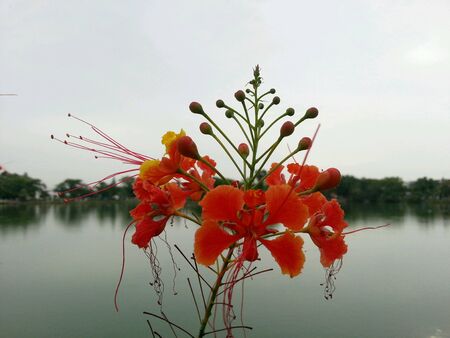 Flowersの素材