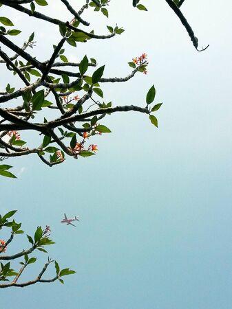 Flowers and planeの素材