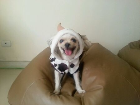 The dogの素材