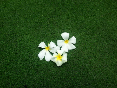 Flowers on grass fieldの素材