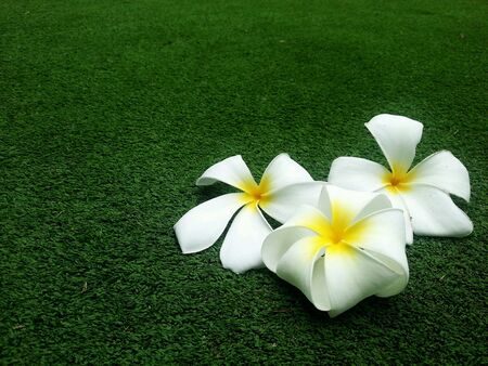 Flowers on grass fieldの素材