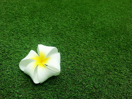Flowers on grass fieldの素材