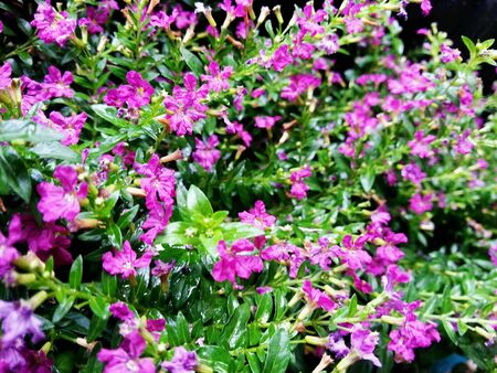 Flowersの素材