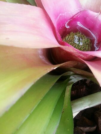 Plant Bromeliadの素材