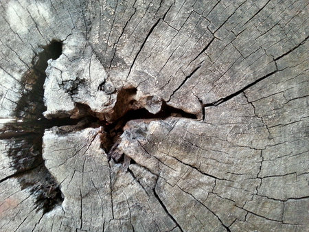Wood Timber Textureの素材