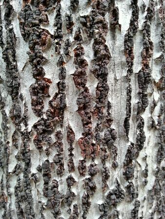 Tree Bark Textureの素材
