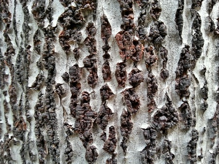 Tree Bark Textureの素材