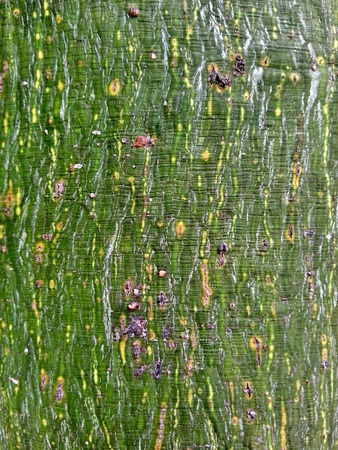 Tree Bark Textureの素材