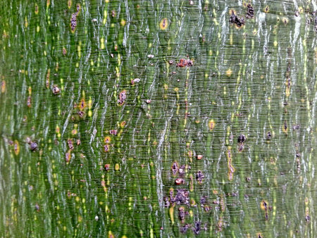 Tree Bark Textureの素材