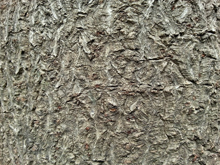 Tree Bark Textureの素材