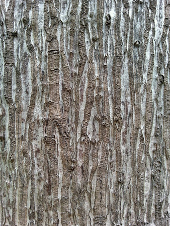 Tree Bark Textureの素材