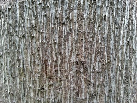 Tree Bark Textureの素材
