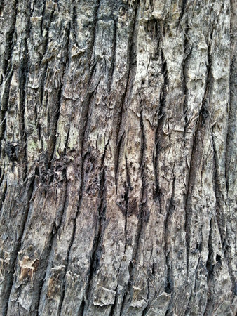 Tree Bark Textureの素材