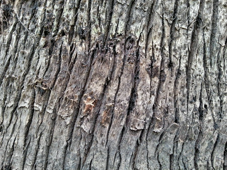 Tree Bark Textureの素材