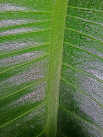 Leaf Textureの素材