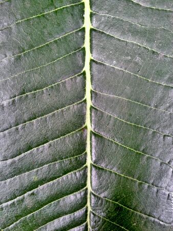 Leaf Textureの素材