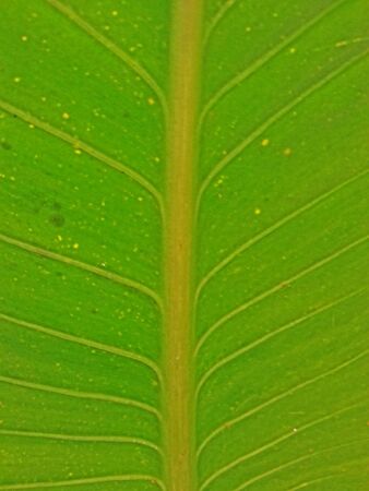 Leaf Textureの素材