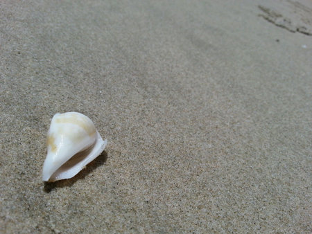 Shell on beachの素材