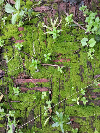 Moss and Stone Textureの素材