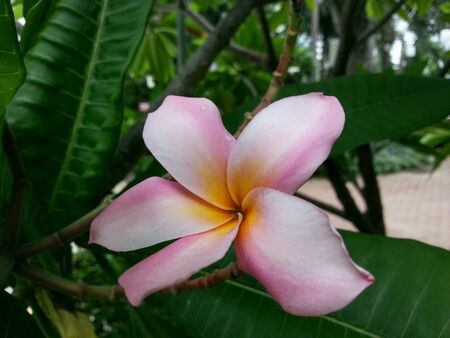 Flowersの素材