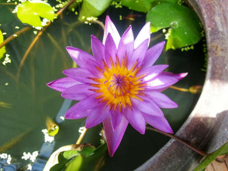 Lotus Flowersの写真素材