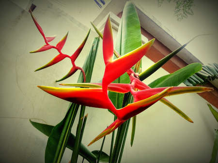 Flowersの写真素材