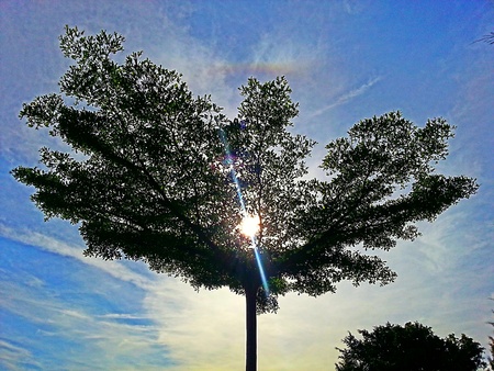 Trees with blue sky background