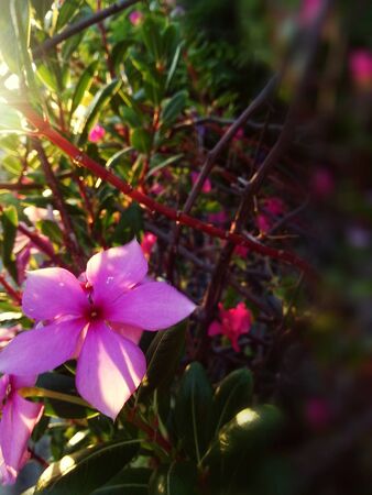 Flowersの写真素材