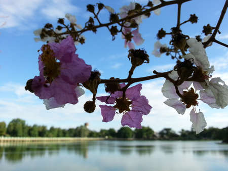 Beautiful Flower