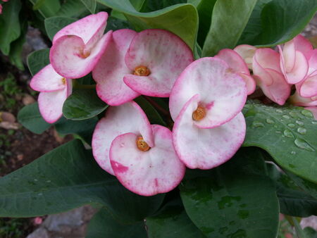 Beautiful Flowerの写真素材