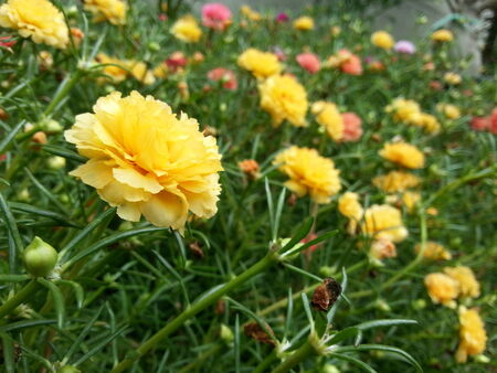 Beautiful Flowerの写真素材