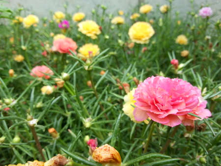 Beautiful Flowerの写真素材