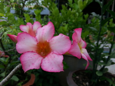 Beautiful Flowerの写真素材