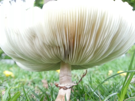 Beautiful Mushroomの写真素材