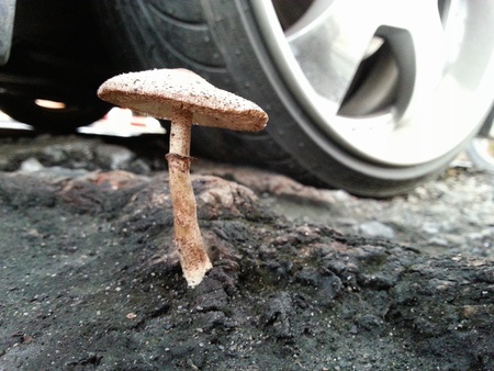 Beautiful Mushroomの写真素材