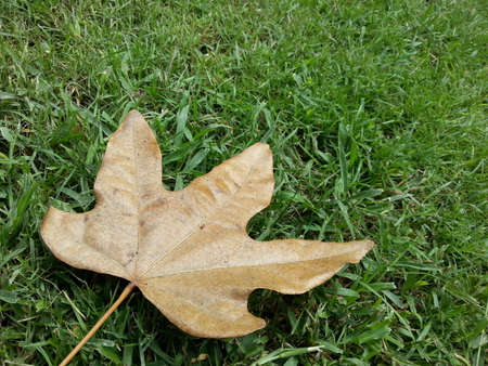 Dry Leaveの写真素材