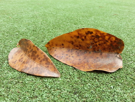 Dry Leaveの写真素材