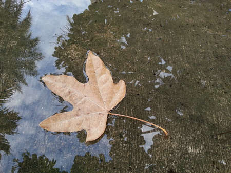 Dry Leaveの写真素材