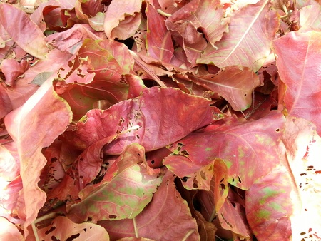 Dry Leaveの写真素材