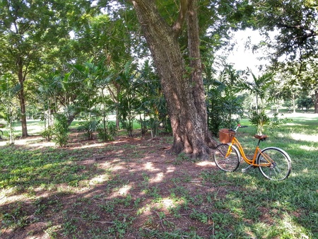 Bicycle in parkの写真素材