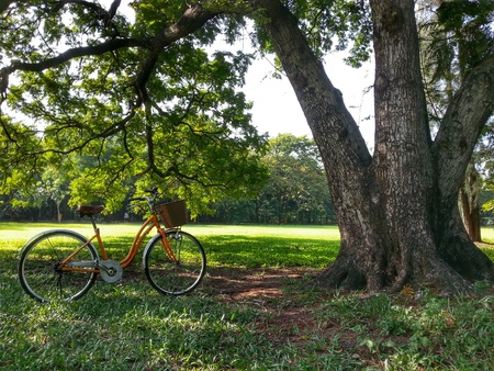 Bicycle in parkの写真素材
