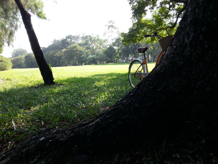 Bicycle in parkの写真素材