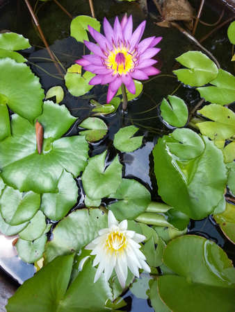 Lotus Flowerの写真素材