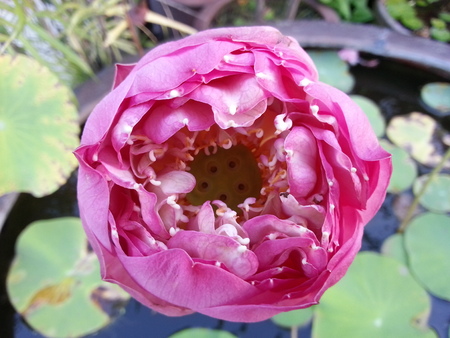 Lotus Flowerの写真素材