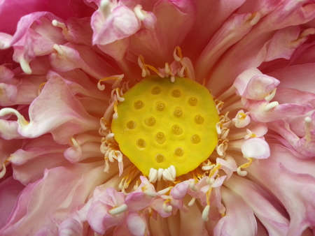 Lotus Flowerの写真素材