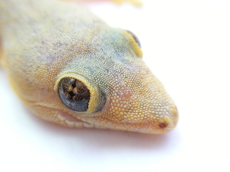 Lizard closeupの写真素材